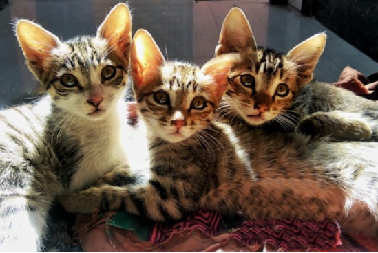 3匹の子猫