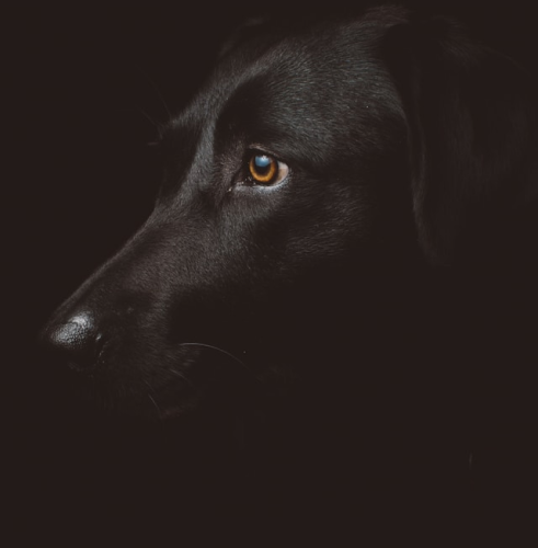 黒い犬