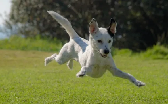 飛び跳ねる犬