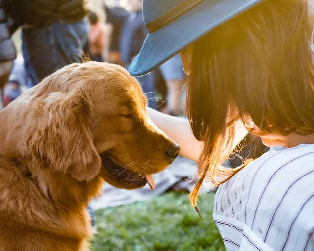 向かい合う犬と女性