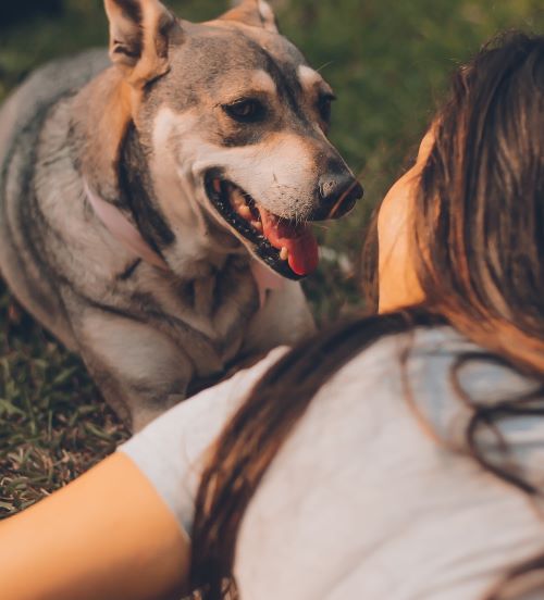 芝生で寝転ぶ犬と女性