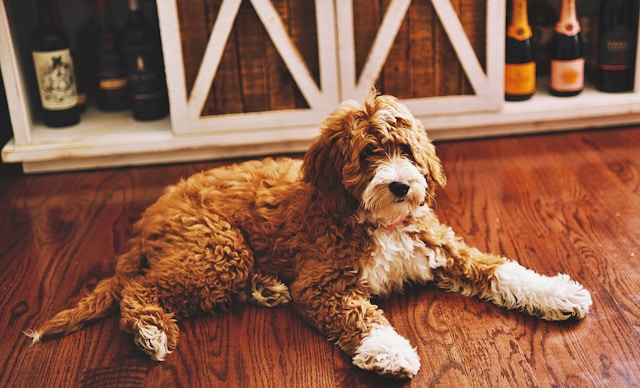 茶色い巻き毛の犬